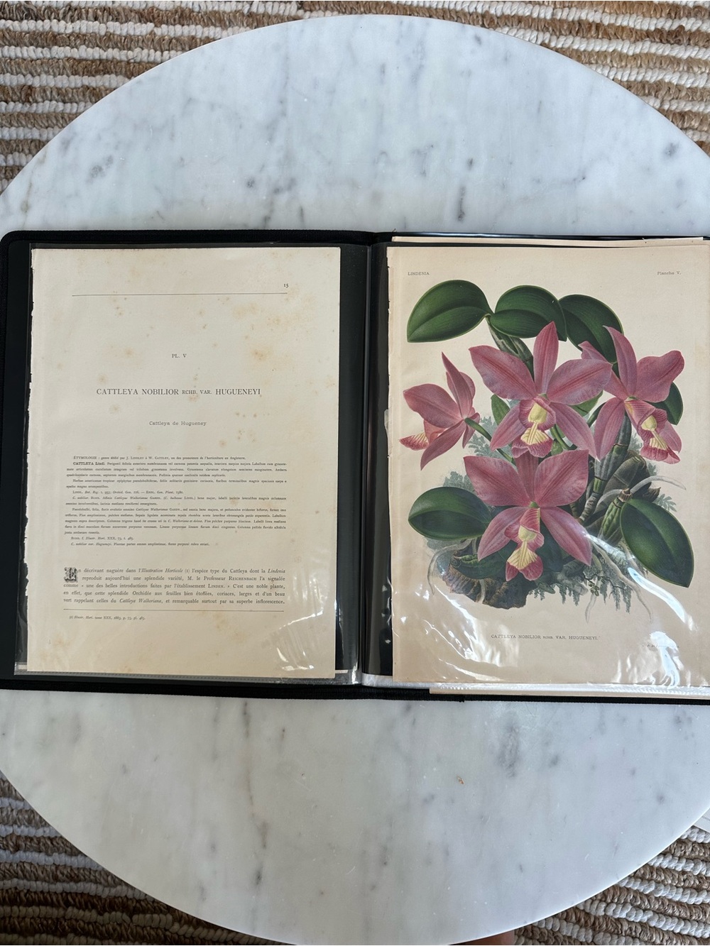 1885 Lindenia: Iconographie des orchidées  Cattleya nobilio